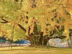 Pohon-Ginkgo-Berumur-860-Tahun.jpg