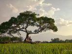 Pohon-Pengantin-tempat-wisata-hits-di-Salatiga-Jawa-Tengah.jpg