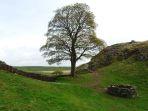 Pohon-Sycamore-Gap-di-Northumberland-Inggris-merupakan-pohon-paling-terkenal-di-dunia1.jpg