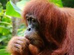 Primata-Orangutan.jpg