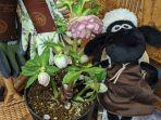 Harga Tiket Masuk Rosa & Berry Tawada, Tempat Wisata di Jepang di Mana Bisa Bertemu Shaun The Sheep