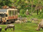 Safari-Journey-di-Bali-Safari-Marine-Park.jpg