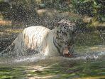 Safari-Journey-di-Taman-Safari-Bogor-Jawa-Barat.jpg