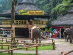 Satwa-gajah-di-Taman-Safari-Bogor-Jawa-Barat.jpg