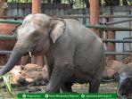 Satwa-gajah-menggemaskan-di-Taman-Margasatwa-Ragunan-Jakarta.jpg