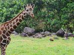 Satwa-jerapah-di-Taman-Safari-Prigen-Kabupaten-Pasuruan-Jawa-Timur.jpg