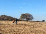Savana-Bekol-di-Taman-Nasional-Baluran.jpg