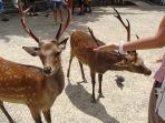 Shika-no-Tsunokiri-Upacara-Pemotongan-Tanduk-Rusa-tahunan-yang-unik-di-Nara-Park-Jepang.jpg