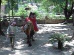 Solo-Safari-kebun-binatang-7.jpg