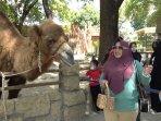 Solo-Safari-kebun-binatang-8.jpg