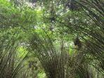 Suasana-Hutan-Bambu-Lumajang-Jawa-Timur-1.jpg