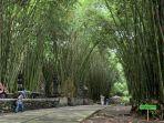 Suasana-Hutan-Bambu-Lumajang.jpg