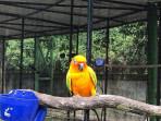 Taman-Burung-Jauhari-Siak.jpg