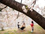 Taman-Nasional-Kyoto-Gyoen-satu-tempat-wisata-di-Kyoto-Jepang-buat-bunga-sakura.jpg