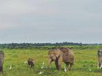 Harga Tiket Masuk Taman Nasional Way Kambas, Surga Konservasi Gajah di Ujung Timur Lampung