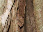 Tarsius-bisa-kamu-temukan-di-Cagar-Alam-Tangkoko-Sulawesi-Utara.jpg