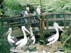 Tasta-Zoo-di-Banjar-Tegeh.jpg