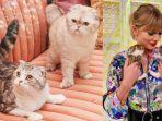 Taylor-Swift-dan-kucing-peliharaannya-3.jpg