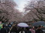 Ueno-Park-Tokyo.jpg