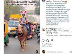 Video-pria-berhelm-kelinci-dan-naik-banteng-menjadi-viral-di-media-sosial.jpg