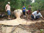 Viral-paus-yang-mati-ditemukan-di-tengah-hutan-Amazon.jpg
