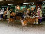 Viral-pria-lakukan-aksi-tak-terpuji-pada-rusa-di-Nara-Park-Jepang.jpg