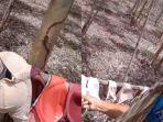 Viral-video-penemuan-puluhan-bra-dan-celana-dalam-di-perkebunan.jpg