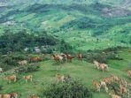 Wisata-Fulan-Fehan-atau-Sabana-Fulan-Fehan-di-Belu-NTT-bak-negeri-dongeng.jpg