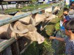 Wisatawan-anak-anak-nyobain-sensasi-memberi-makan-kebo-bule.jpg