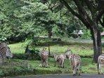Zebra-Taman-Safari-Prigen.jpg