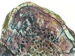 adanya-protein-dalam-tulang-iga-dinosaurus_20170205_223857.jpg