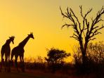 afrika-selatan_20161008_144403.jpg