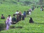 agrowisata-gunung-mas-cisarua-bogor.jpg