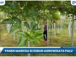 agrowisata-palu.jpg