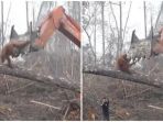 Rumahnya Dirobohkan Paksa, Lihat Aksi Heroik Orangutan Kalimantan Tuntut Haknya yang Berakhir Drama