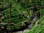 alas-harum-agrotourism-di-tegallalang-bali.jpg