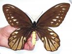 alexandra-butterfly_20161017_205153.jpg