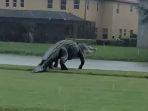 aligator-berkeliaran.jpg