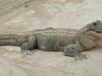 aligator_20180112_162617.jpg