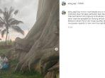 alina-fazleeva-meminta-maaf-setelah-berpose-di-pohon-suci-di-tabanan-bali.jpg