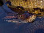 anaconda-yang-berada-di-air.jpg
