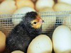 anak-ayam_20180401_213646.jpg