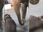 anak-gajah-yang-pingsan-karena-kelelahan-jumat-20122019.jpg