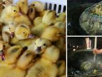 Arggg! Setelah Menetas, Ribuan Anak Itik Jantan di China Direbus Hidup-hidup, Alasannya Bikin Geram