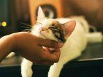 anak-kucing-dengan-pemiliknya.jpg