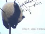 anak-panda-tersangkut-di-pohon_20170512_132836.jpg