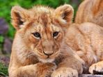 anak-singa_20180114_095907.jpg