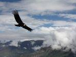 andean-condor.jpg