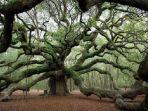 angel-oak-tree.jpg