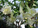 angels-trumpet_20181018_204448.jpg